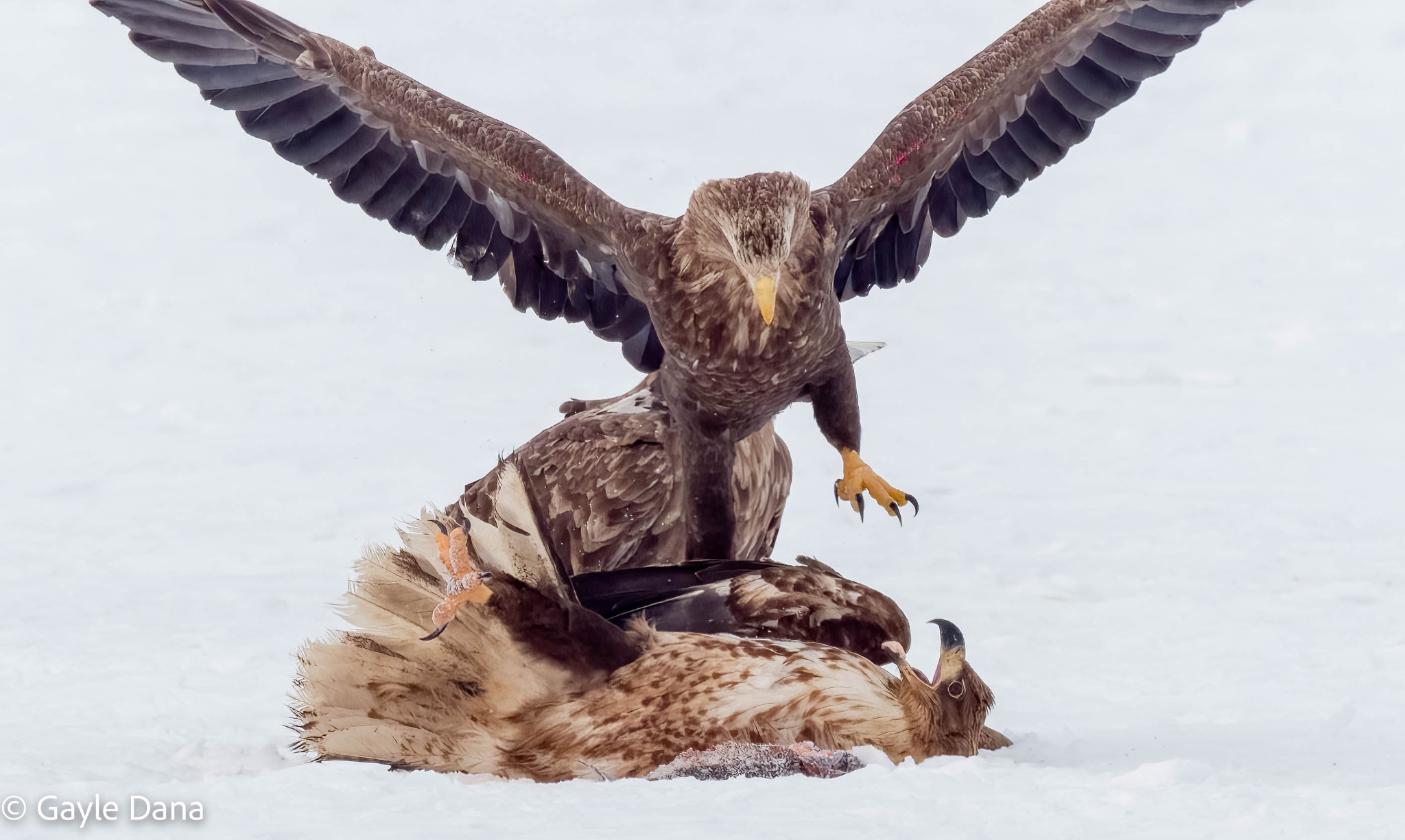 Eagle fight